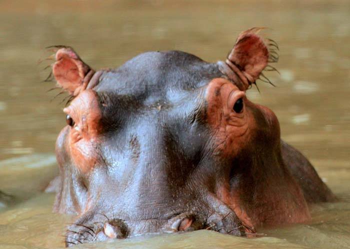 hippopotame lac