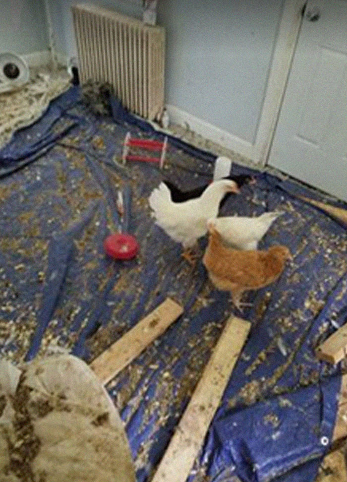 des poules dans un logement