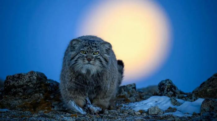 Le chat de Pallas au crépuscule : un prédateur au clair de lune avec ses prises