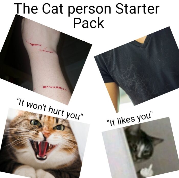 starter pack prpriétaire de chat