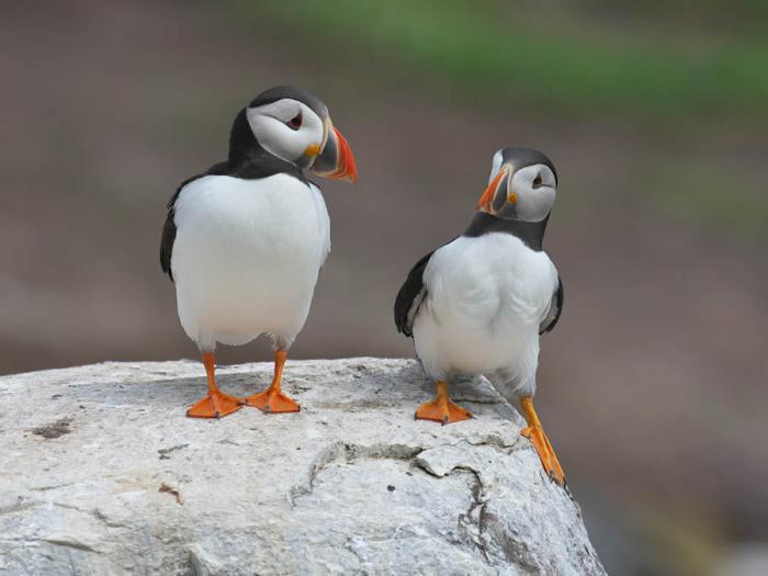 Comedy Wildlife Photography 