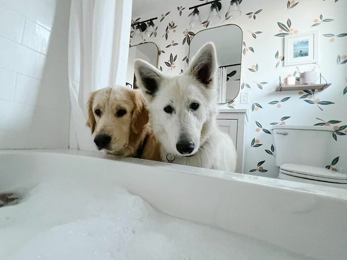 chiens dans la salle de bain 