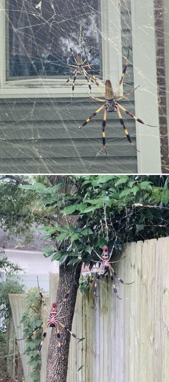 araignée jaune et noire