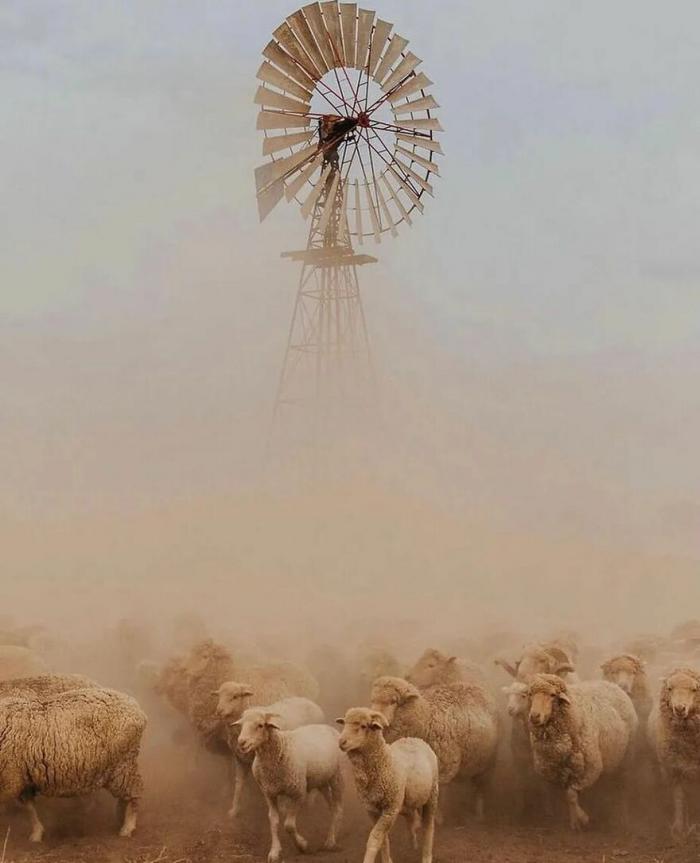 un troupeau dans le brume de poussière