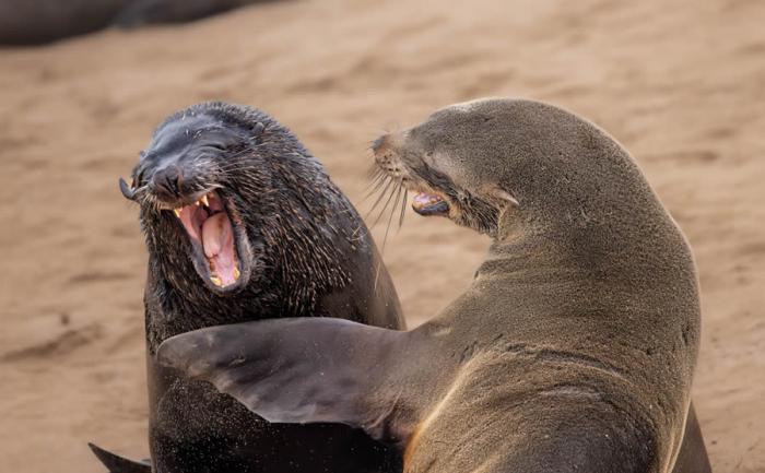 Comedy Wildlife Photography 