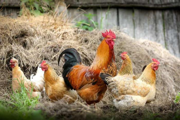 Poules et poulets