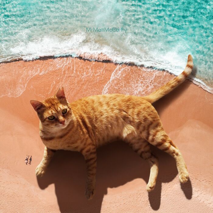 chat sur la plage