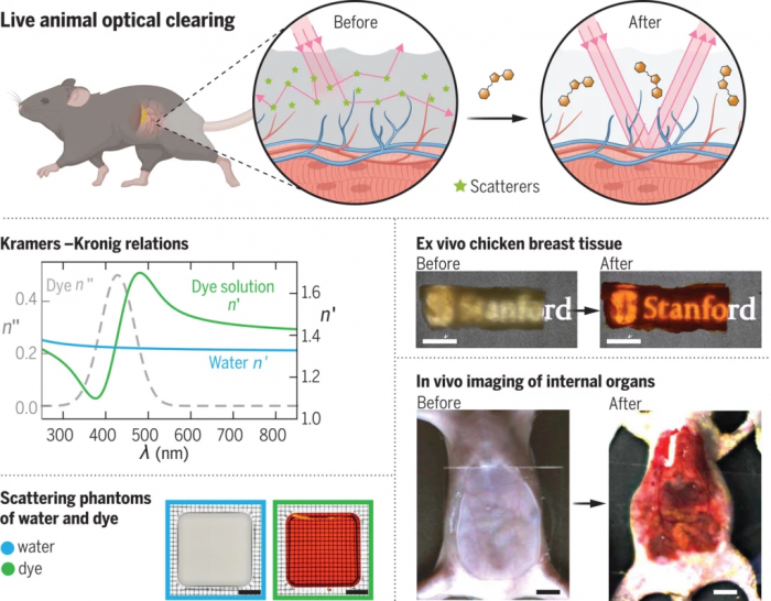 étude peau transparente souris