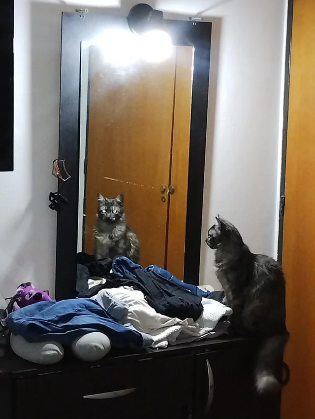oddly terrifying chat miroir